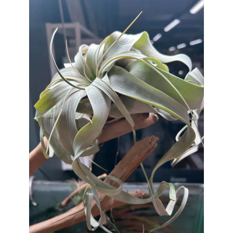 Tillandsia Xerographica