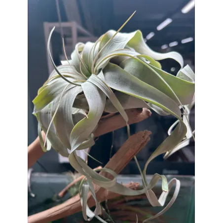 Tillandsia Xerographica