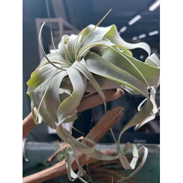 Tillandsia Xerographica