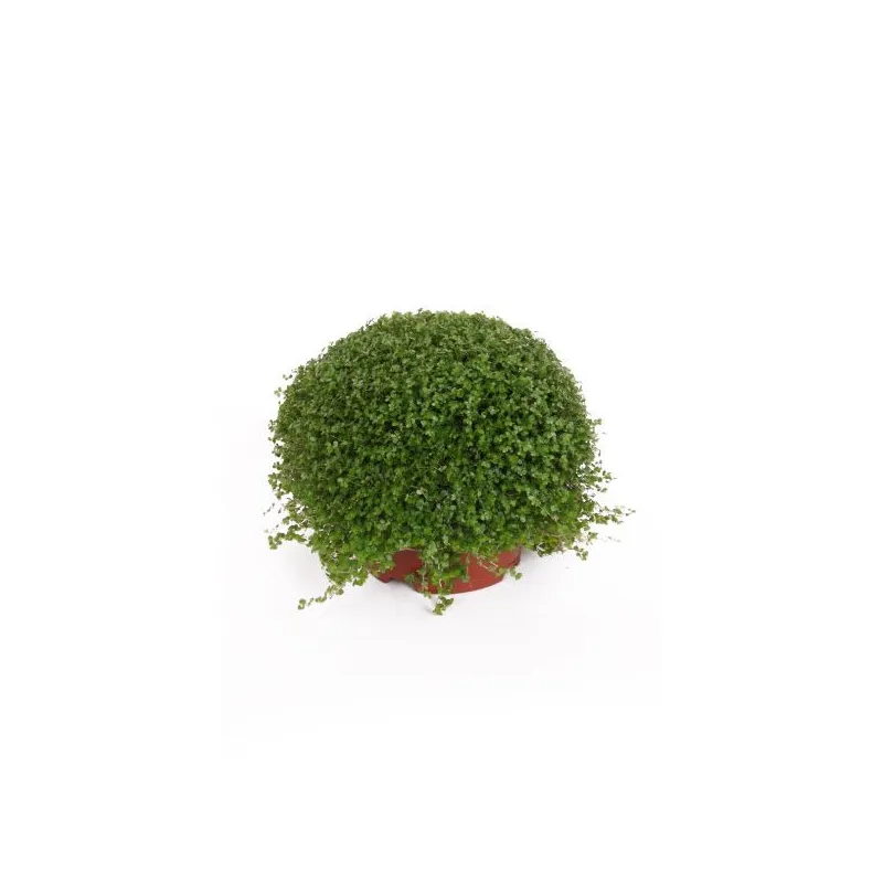 Helxine Soleirolia soleirolii