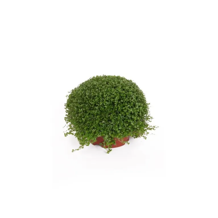 Helxine Soleirolia soleirolii