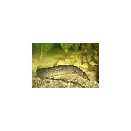 macrognathus zebrinus