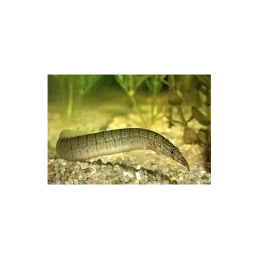 macrognathus zebrinus