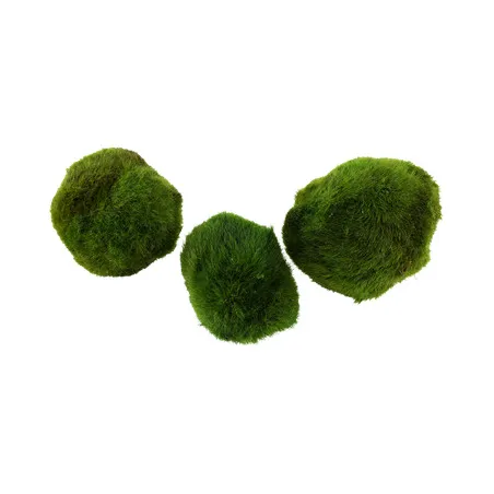 Cladophora aegagropila