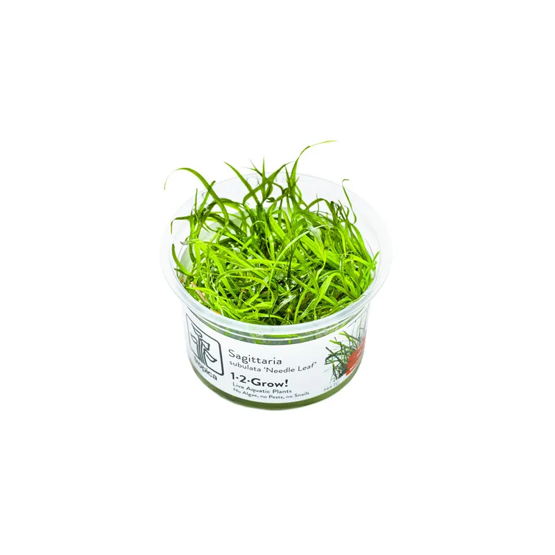 Sagittaria subulata  in vitro