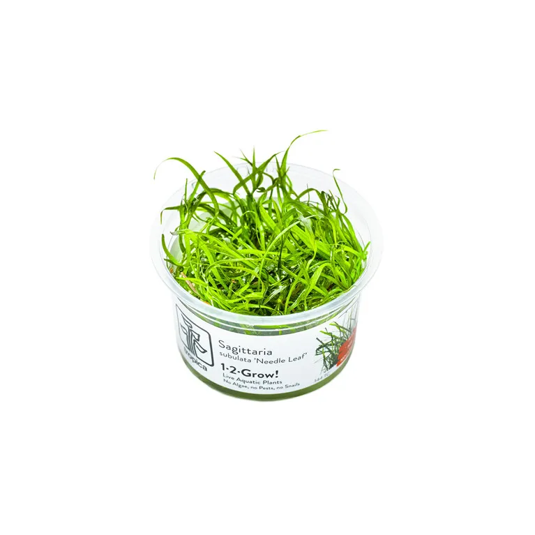 Sagittaria subulata  in vitro