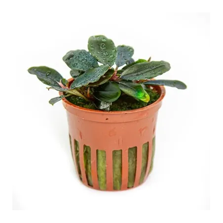 Bucephalandra sordidula 'Blue'