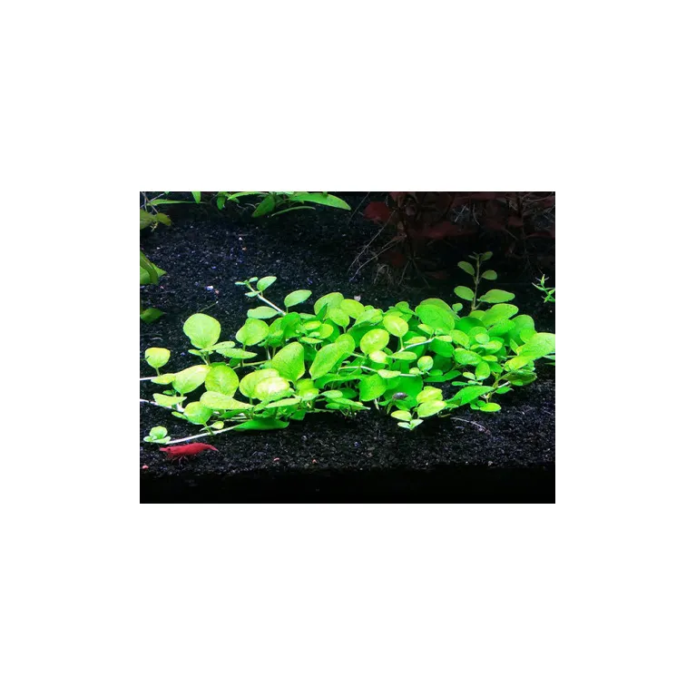 Hygrophila serpyllum in vitro – Plante gazonnante facile et robuste