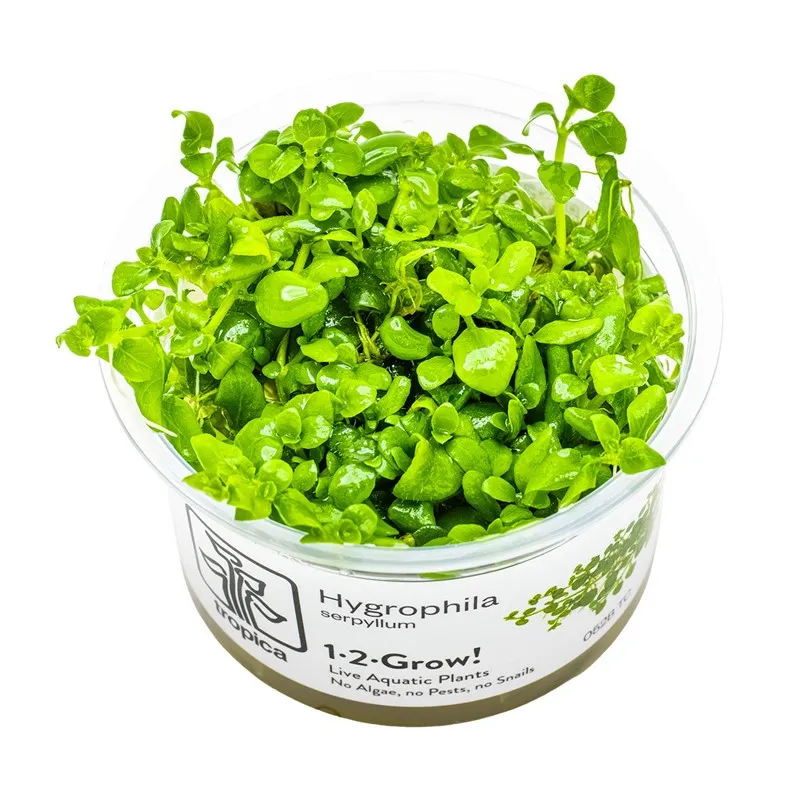 Hygrophila serpyllum in vitro – Plante gazonnante facile et robuste