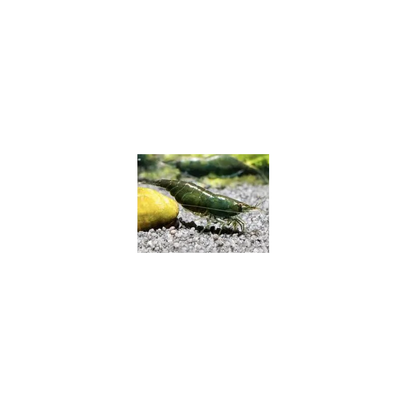 “Dark Green Jade” Crevette Neocaridina Davidii