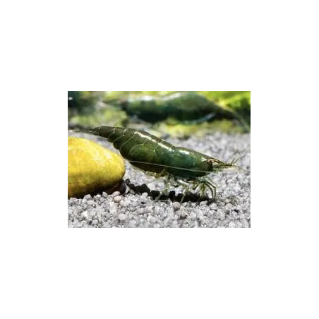 “Dark Green Jade” Crevette Neocaridina Davidii