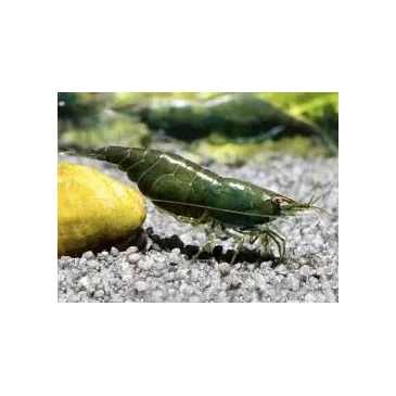 “Dark Green Jade” Crevette Neocaridina Davidii