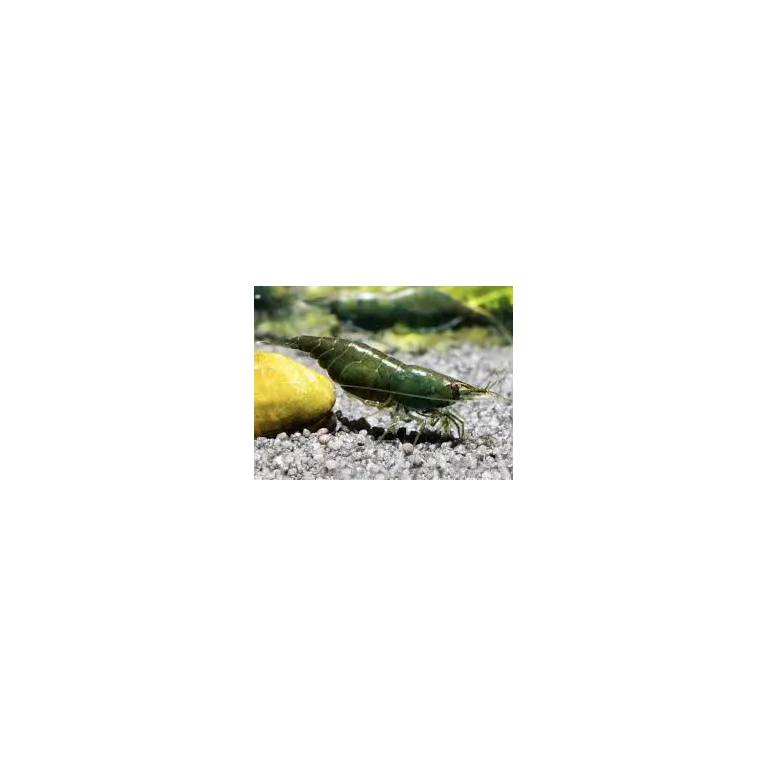 “Dark Green Jade” Crevette Neocaridina Davidii