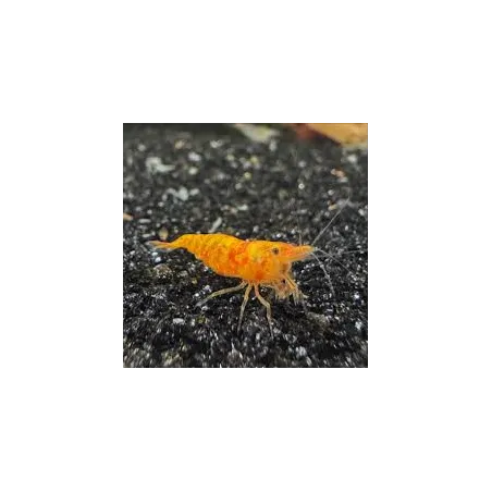 “Koi Sunburst” Neocaridina davidii