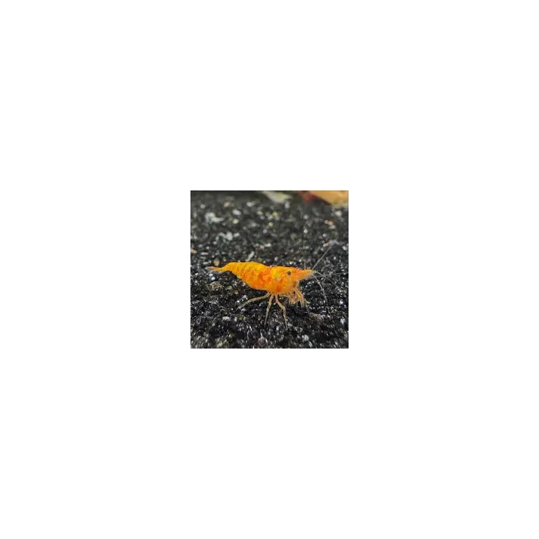 “Koi Sunburst” Neocaridina davidii