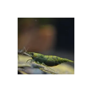“Golden Hulk” Crevette Neocaridina Davidii