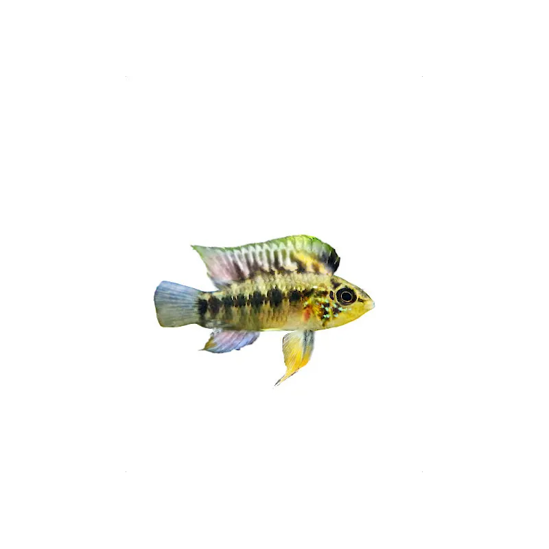 Apistogramma D37  - couple