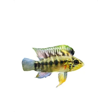 Apistogramma D37  - couple
