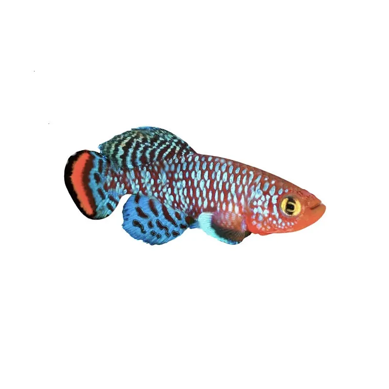 Nothobranchius rachovii