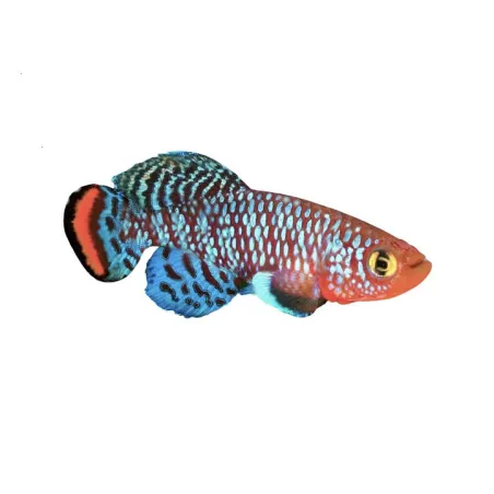 Nothobranchius rachovii