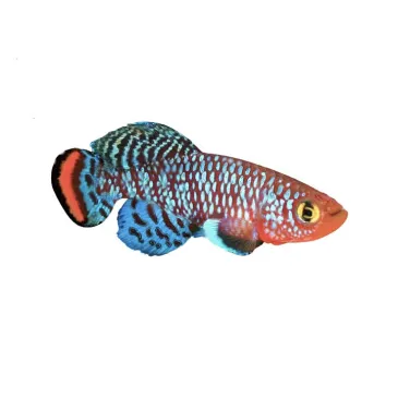 Nothobranchius rachovii