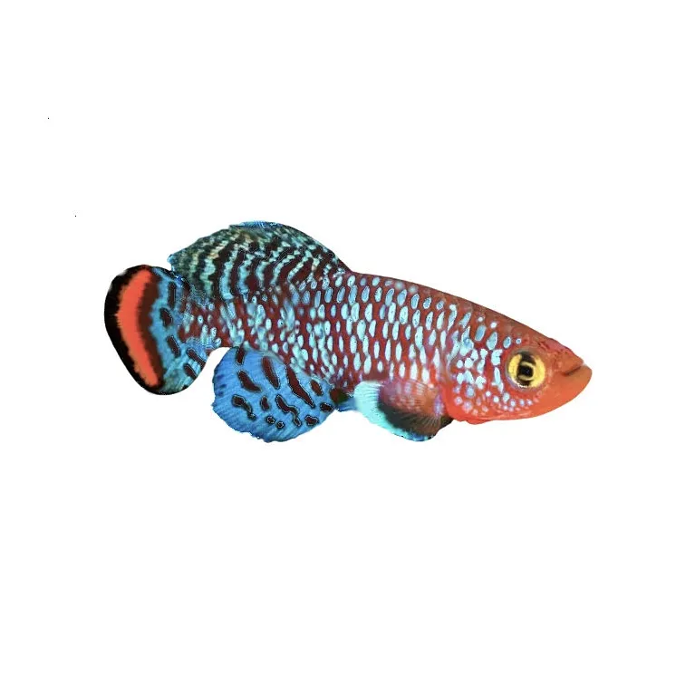 Nothobranchius rachovii