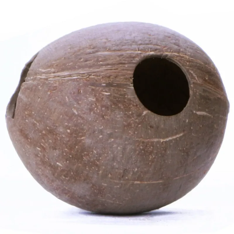 Noix de coco entière percée