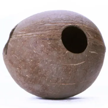 Noix de coco entière percée