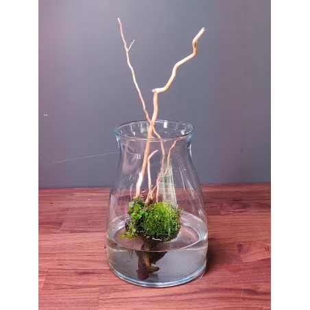 Kit wabikusa Arekushia