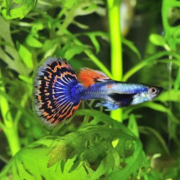 Poecilia reticulata Mosaïque Dumbo