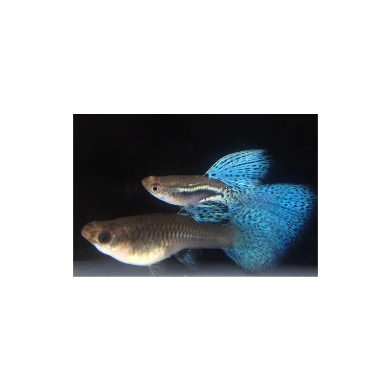 Guppy Blue Grass XL - Poecilia reticulata