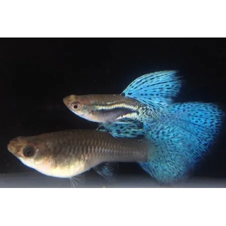 Guppy Blue Grass XL - Poecilia reticulata