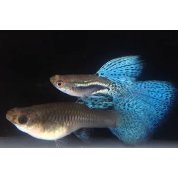 Guppy Blue Grass XL - Poecilia reticulata