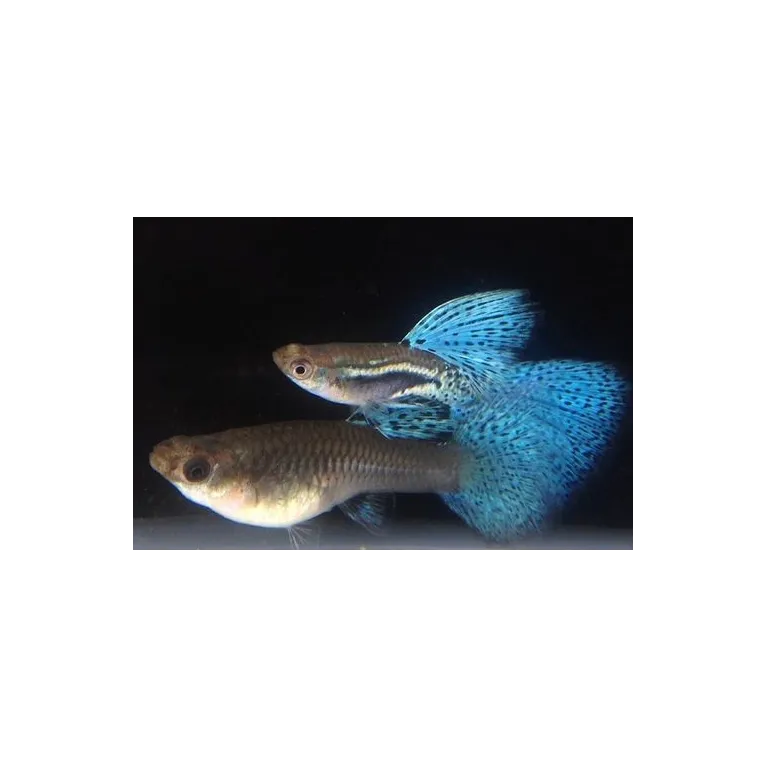 Guppy Blue Grass XL - Poecilia reticulata