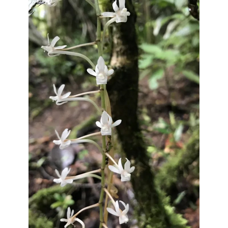 Mini Orchidée Aerangis Macrocentra