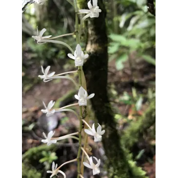 Mini Orchidée Aerangis Macrocentra