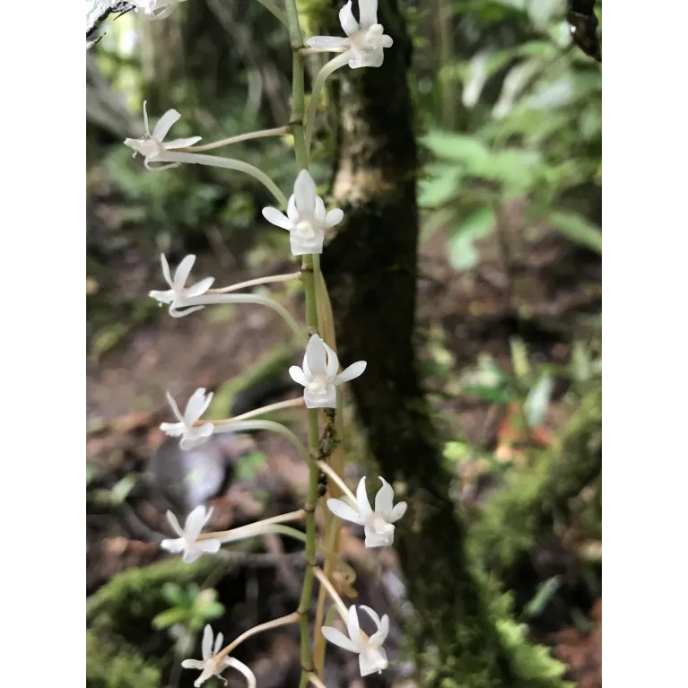 Mini Orchidée Aerangis Macrocentra
