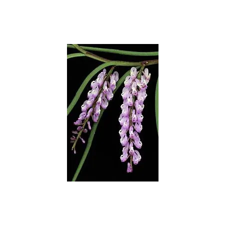 Mini Orchidée Schoenorchis Juncifolia x Brevirachis