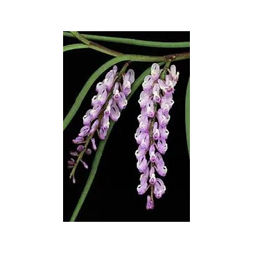 Mini Orchidée Schoenorchis Juncifolia x Brevirachis