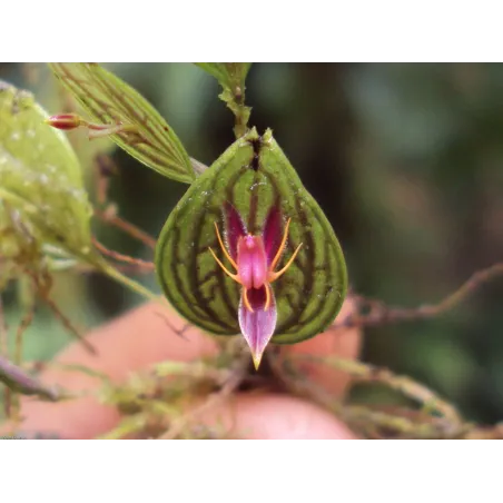 Mini Orchidée Lepanthes Hexapus