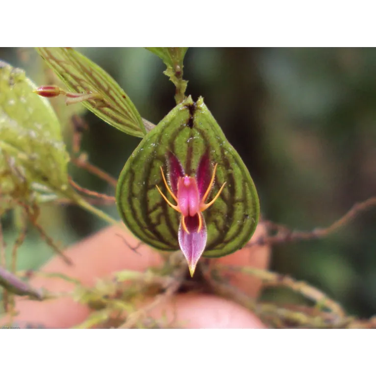 Mini Orchidée Lepanthes Hexapus