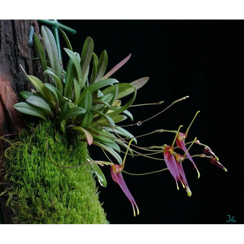 Mini Orchidée Trisetella Triglochin