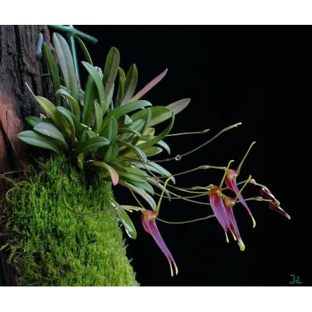 Mini Orchidée Trisetella Triglochin