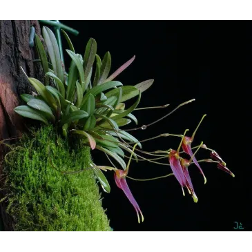 Mini Orchidée Trisetella Triglochin