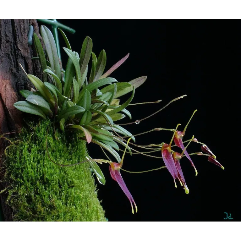 Mini Orchidée Trisetella Triglochin