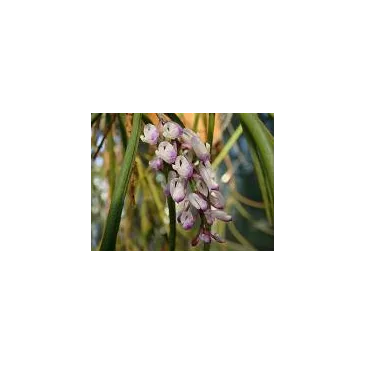 Mini Orchidée Schoenorchis Buddeiflora