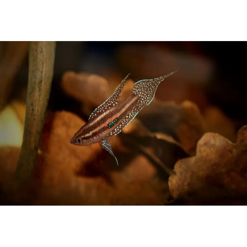 Parosphromenus linkei