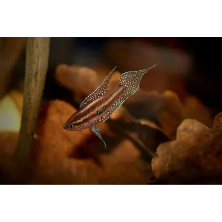 Parosphromenus linkei