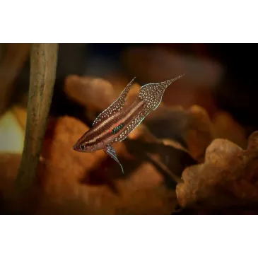 Parosphromenus linkei