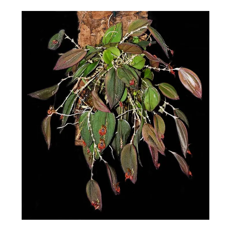 Mini Orchidée Lepanthes Gargoyla